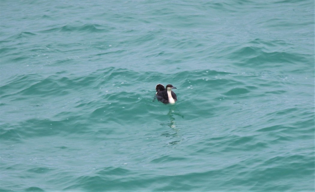 Black-throated Loon