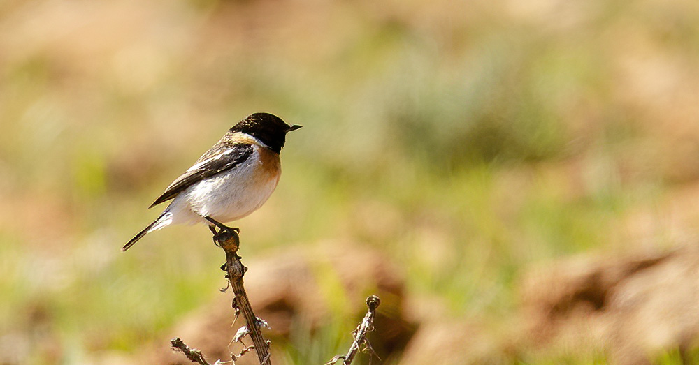 Siberian Stonechat