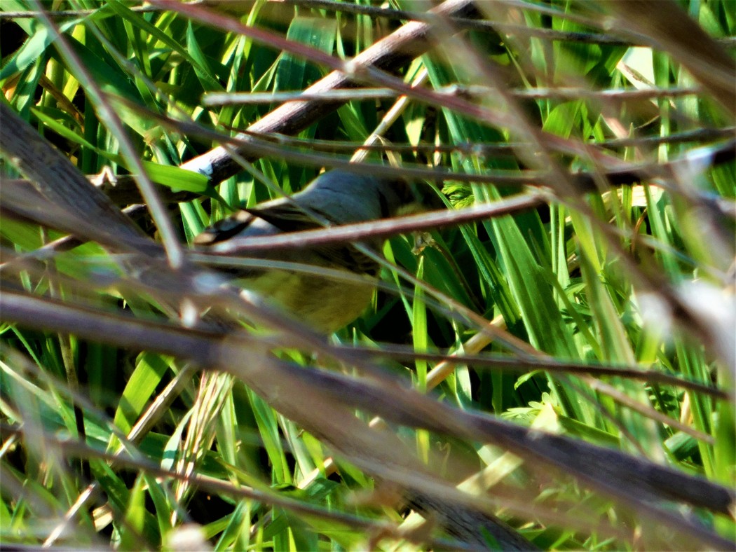 Subalpine Warbler