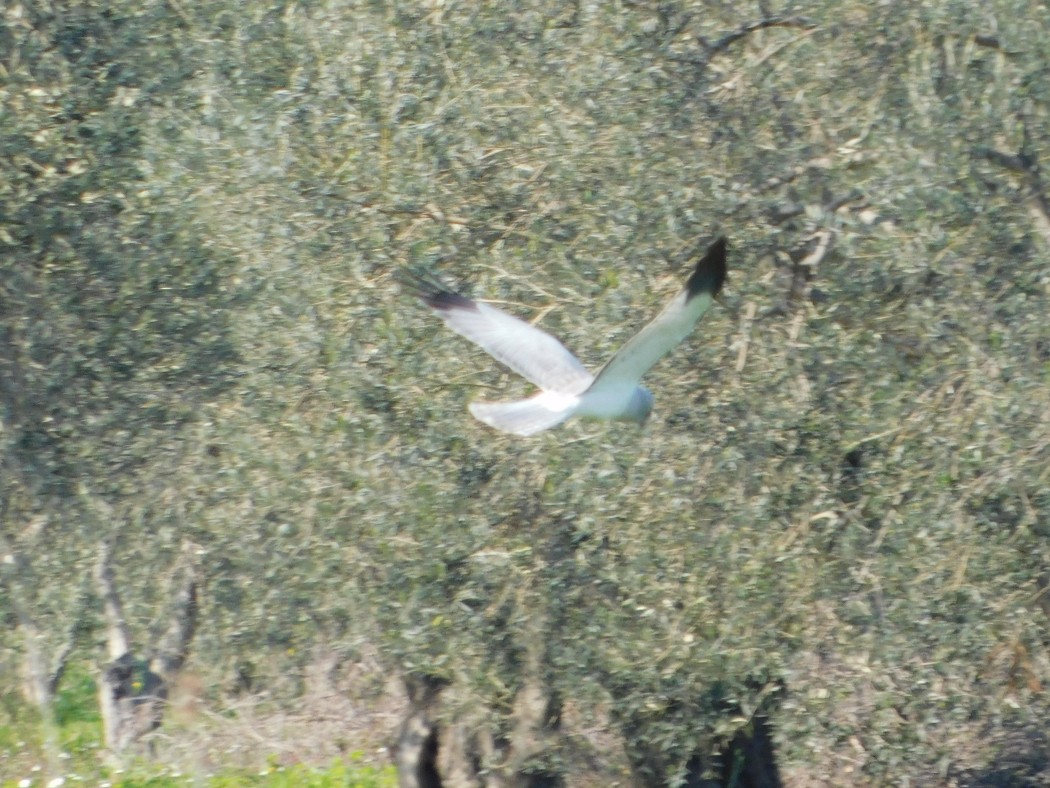 Hen Harrier