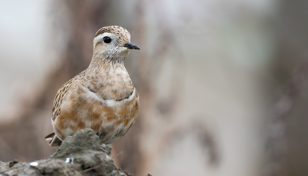 Dağ Cılıbıtı
