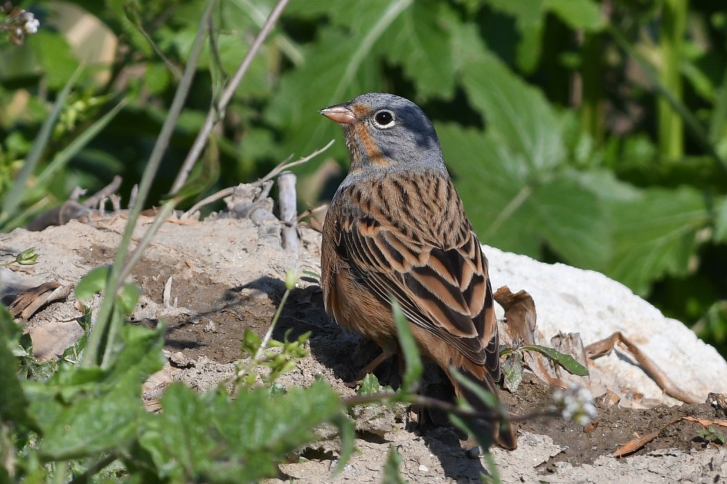 Cretzschmar`s Bunting