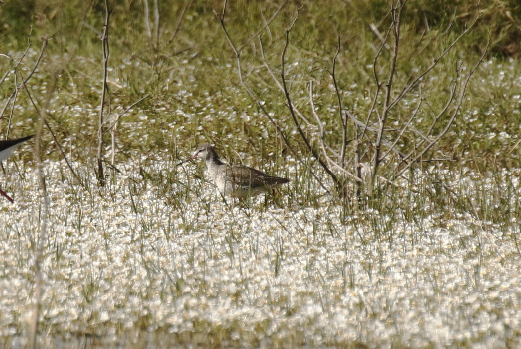 Spotted Redshank
