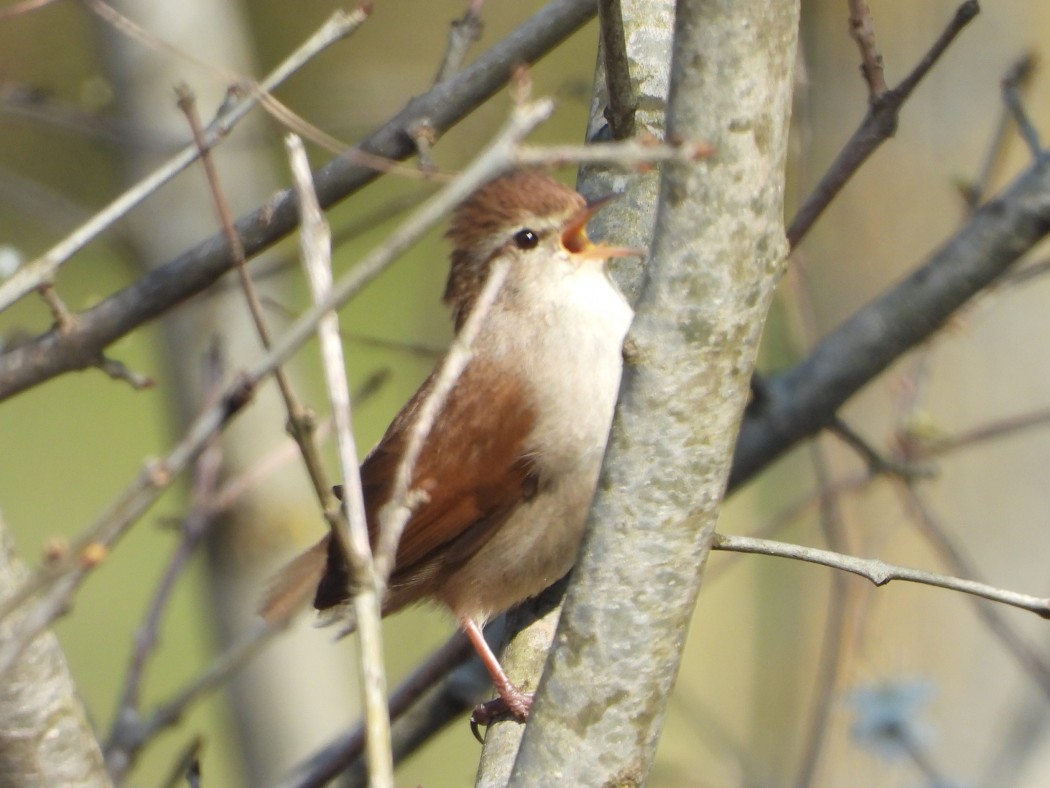 Cetti`s Warbler