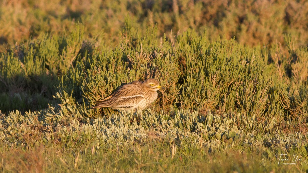 Eurasian Stone-curlew