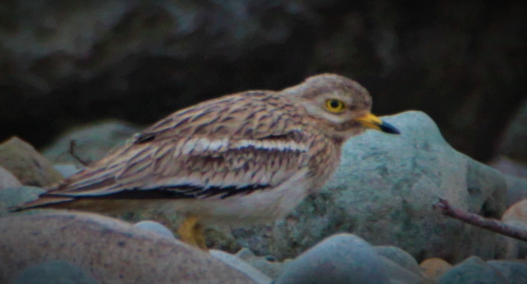 Eurasian Stone-curlew