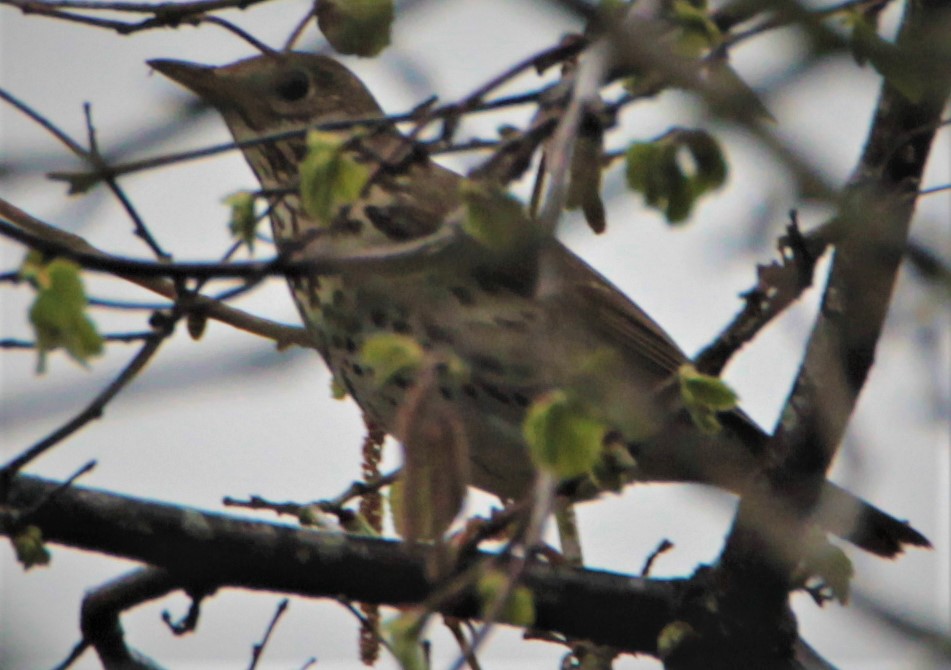Song Thrush