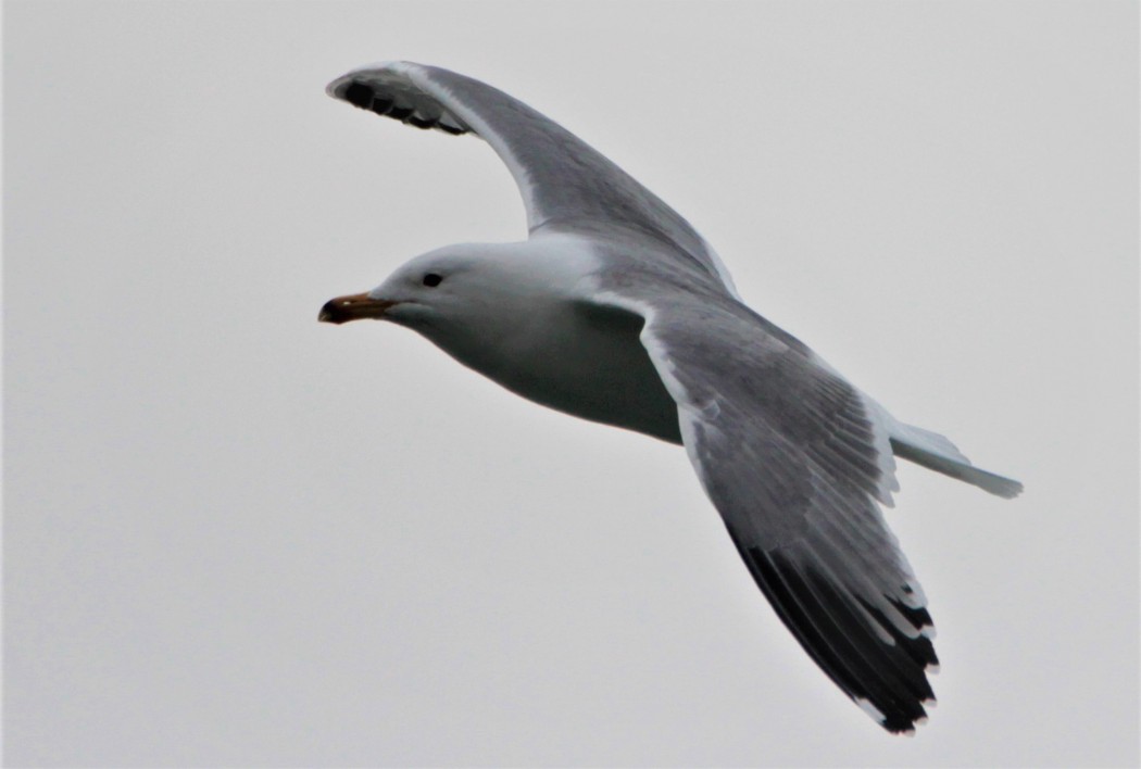 Armenian Gull