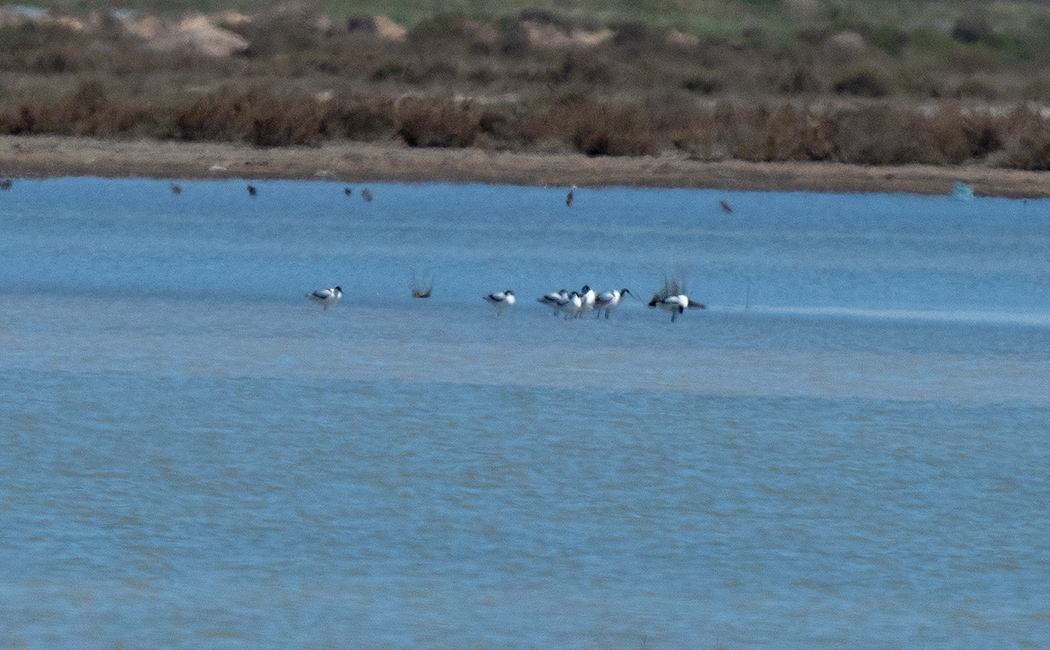 Pied Avocet