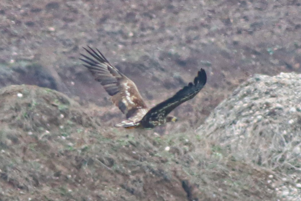 White-tailed Eagle