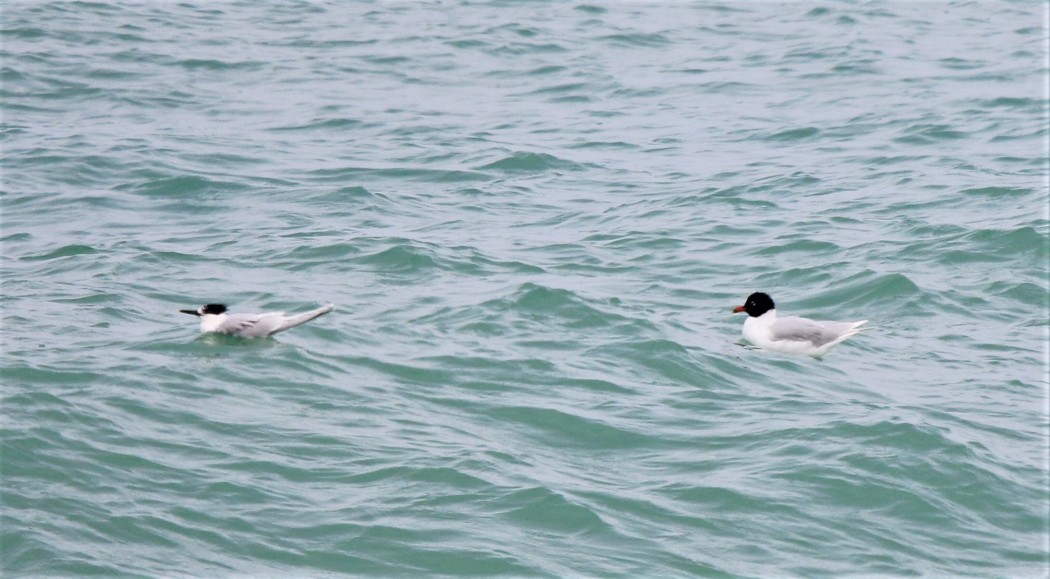 Sandwich Tern
