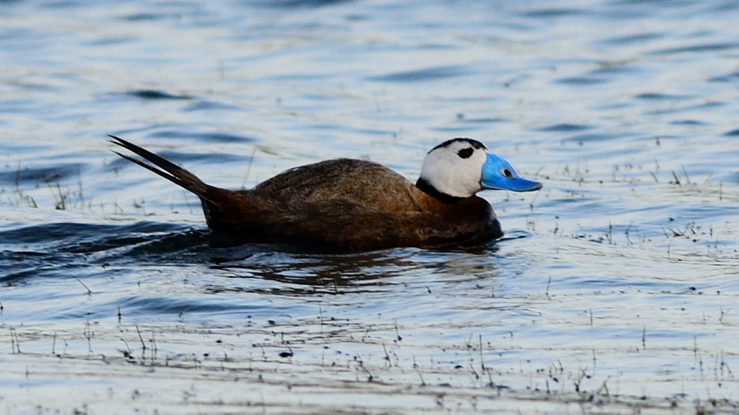 White-headed Duck