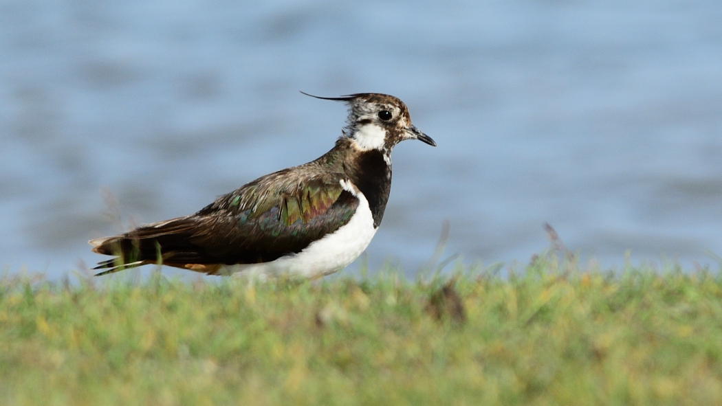 Northern Lapwing