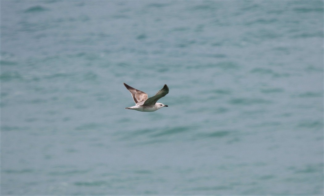 Caspian Gull