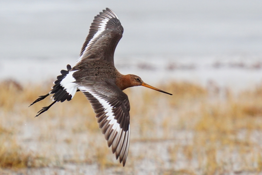 Black-tailed Godwit