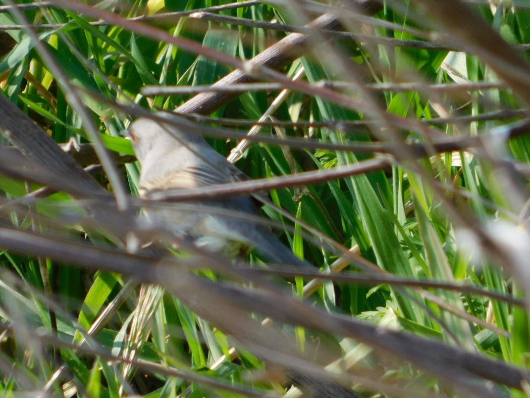 Subalpine Warbler