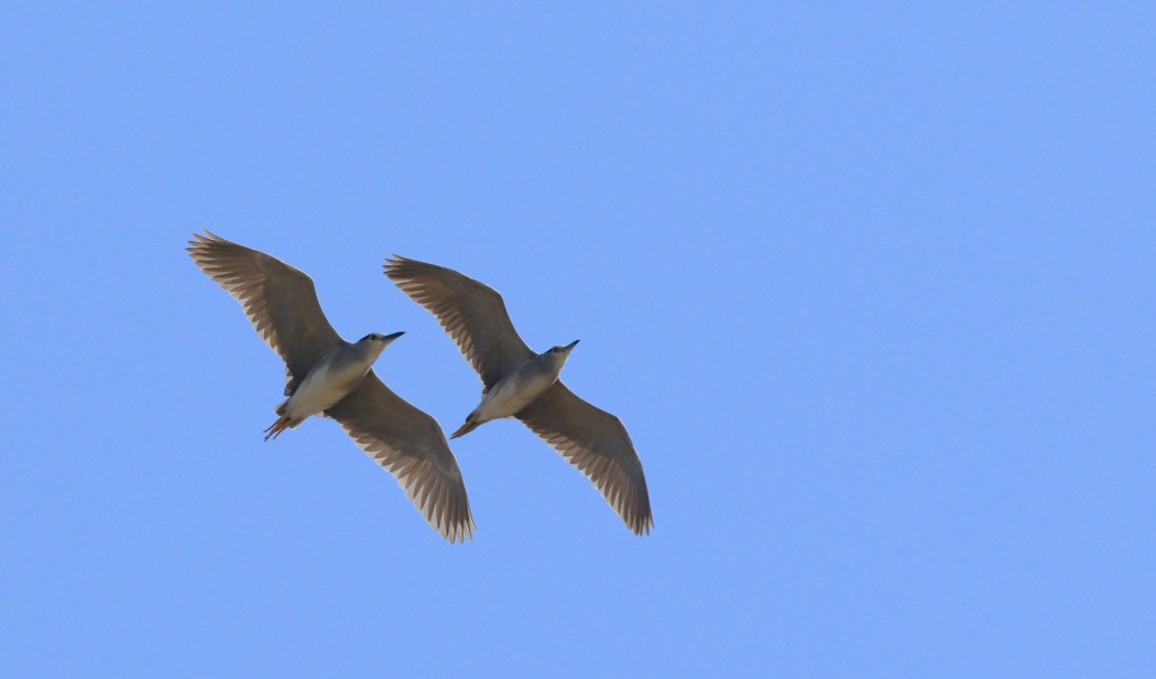 Black-crowned Night Heron