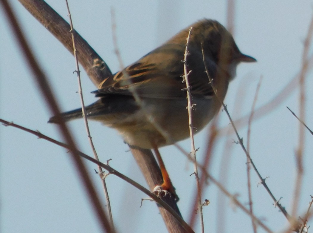 Common Whitethroat