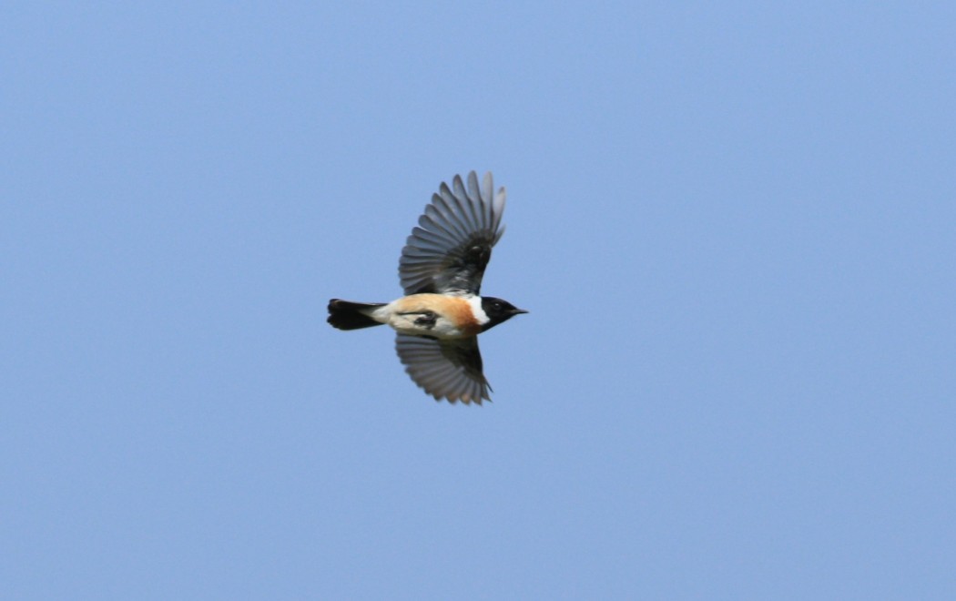 Siberian Stonechat