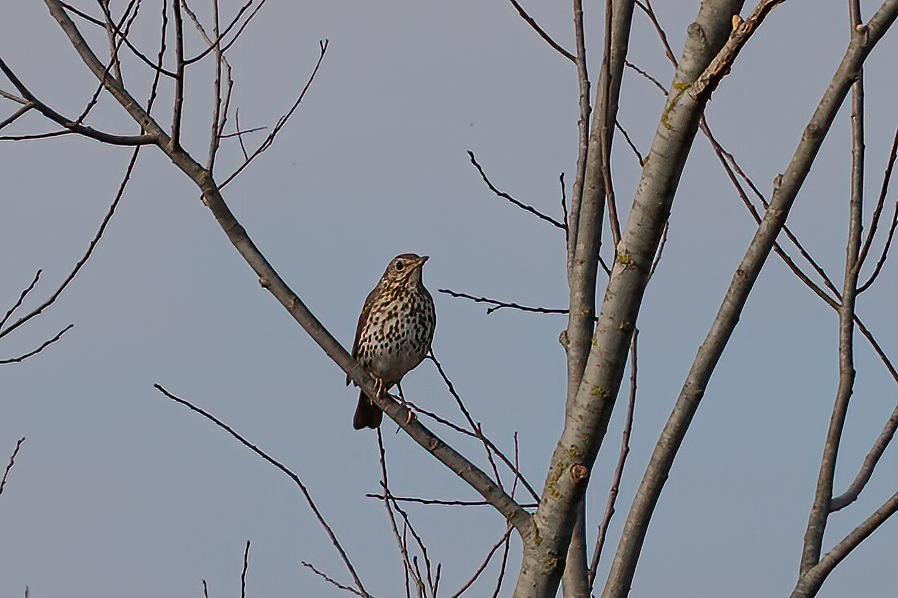 Song Thrush