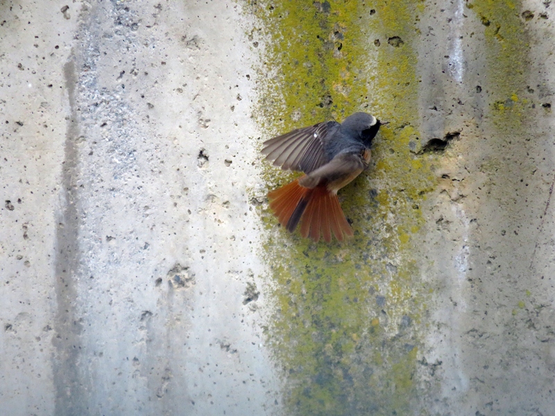 Common Redstart