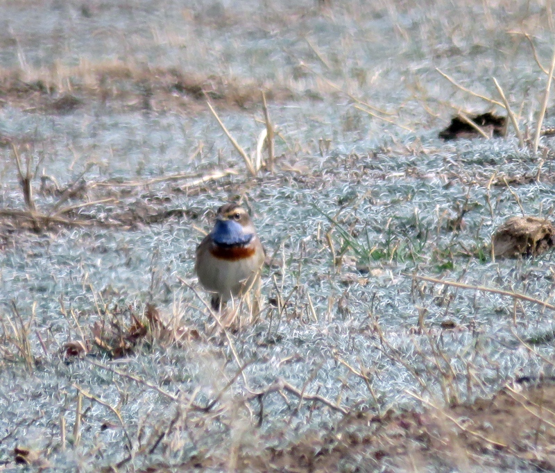Bluethroat