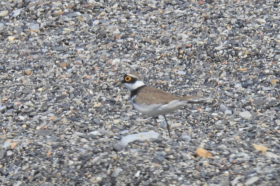 Little Ringed Plover