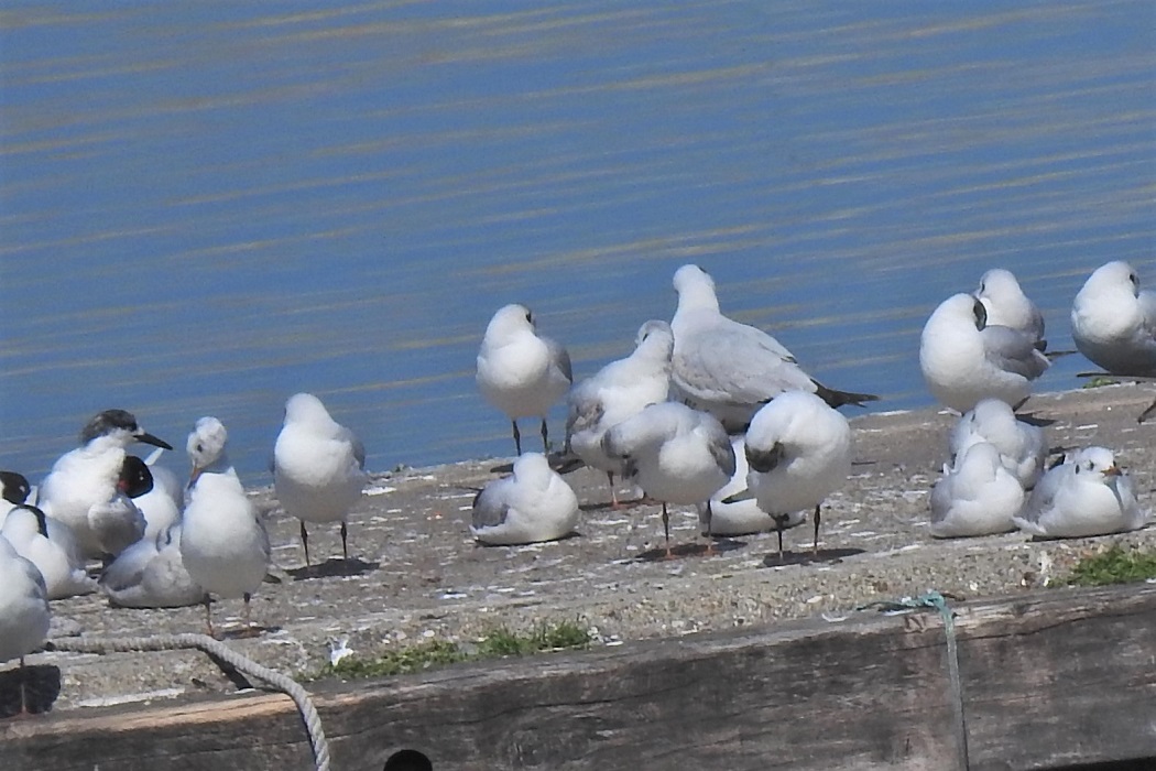 Sandwich Tern