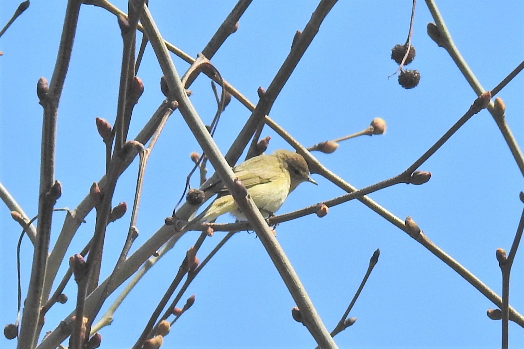 Common Chiffchaff