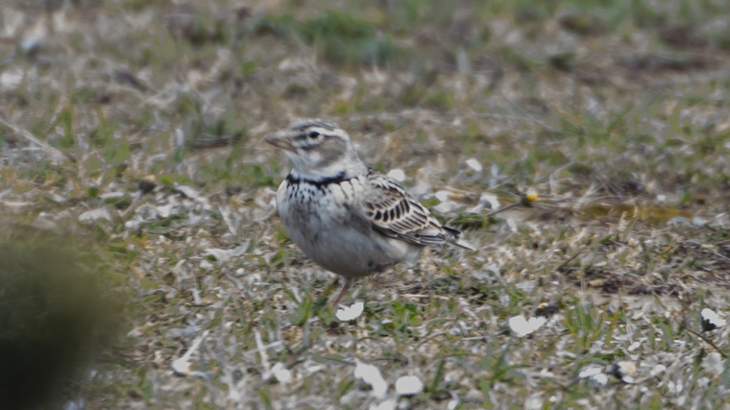 Calandra Lark