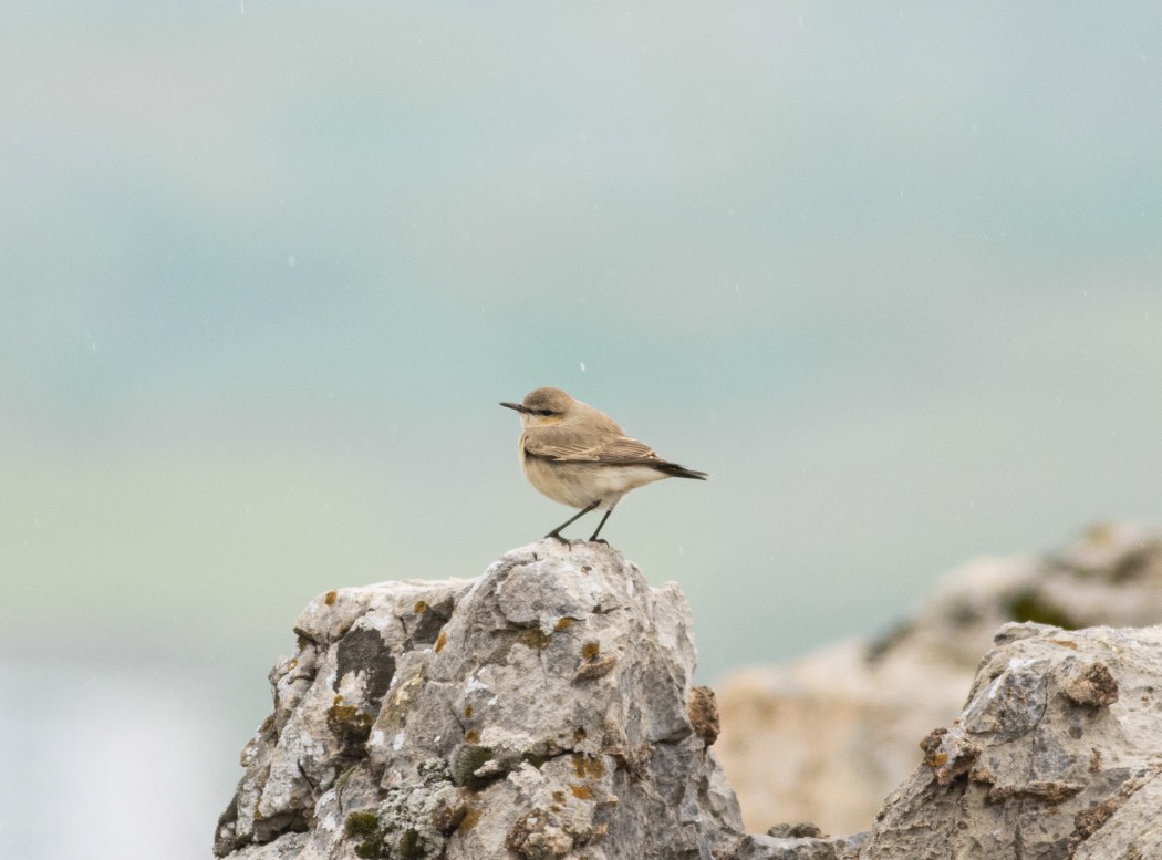 Isabelline Wheatear