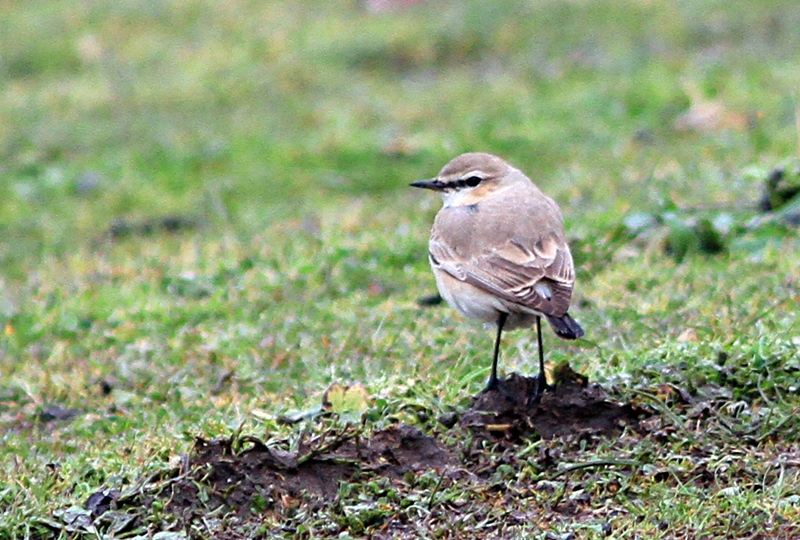 Isabelline Wheatear