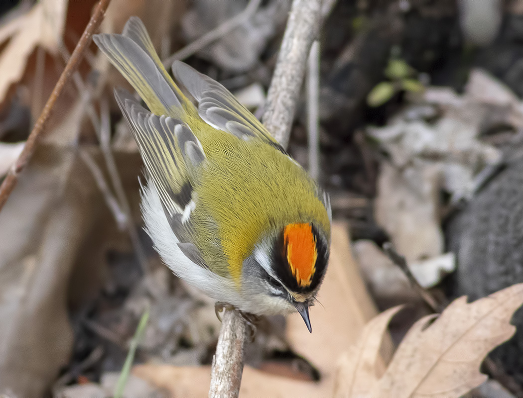 Common Firecrest