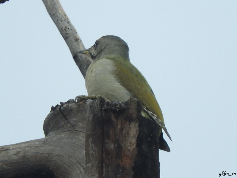 Grey-headed Woodpecker