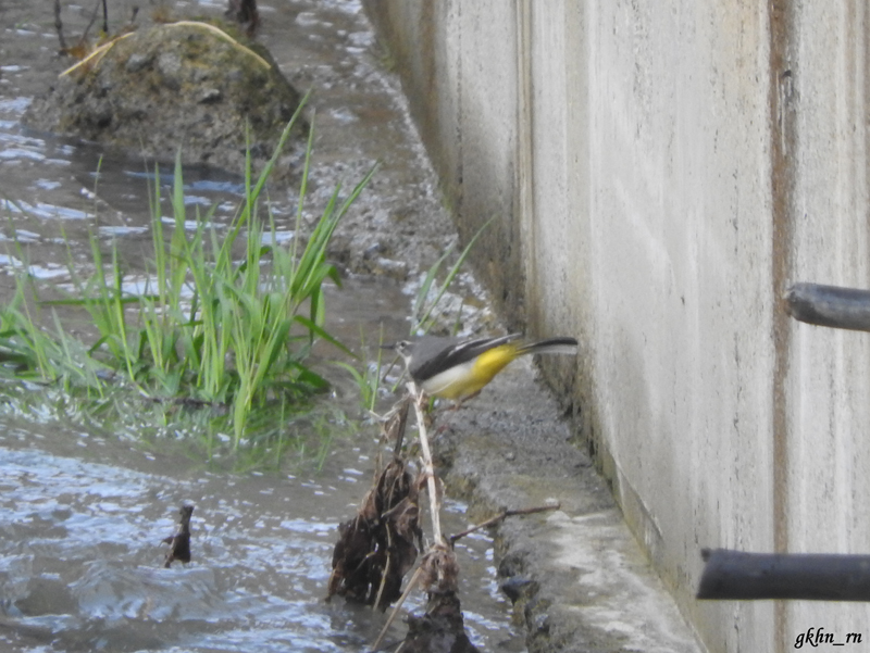 Grey Wagtail
