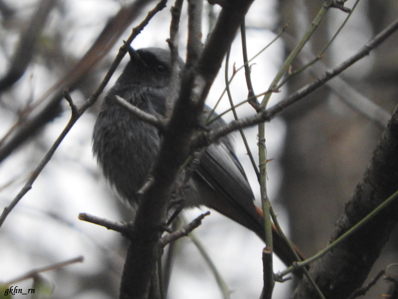 Black Redstart