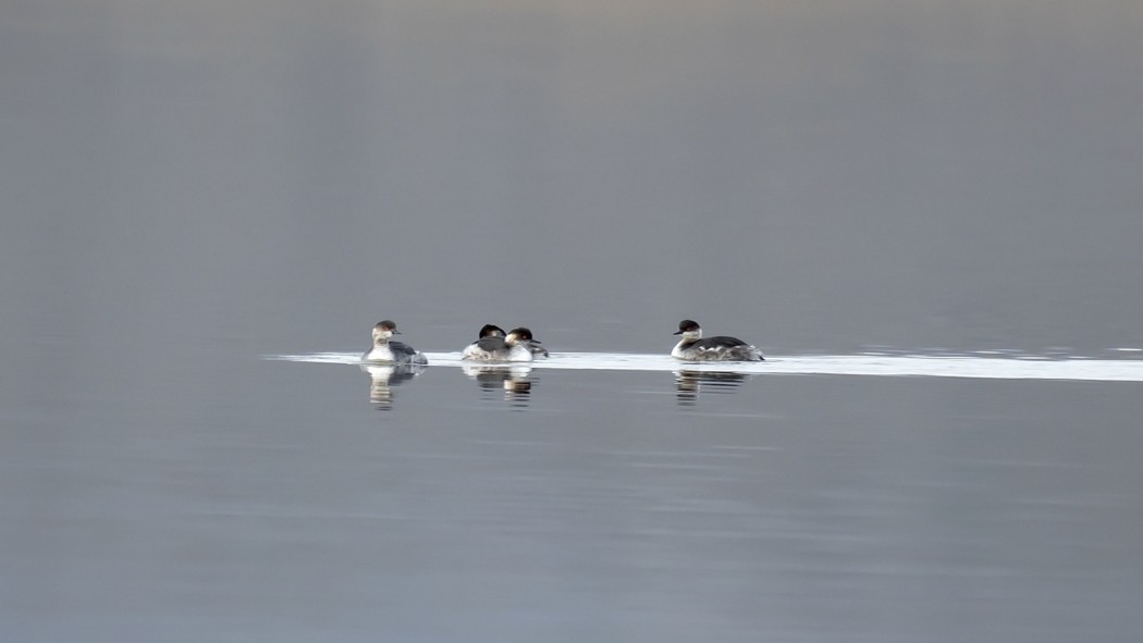 Black-necked Grebe