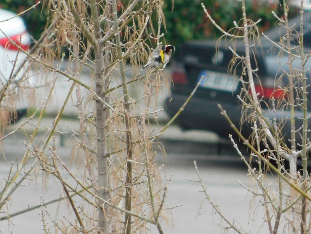 European Goldfinch