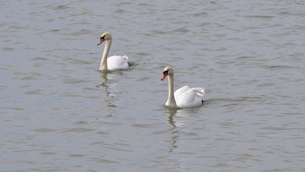 Mute Swan