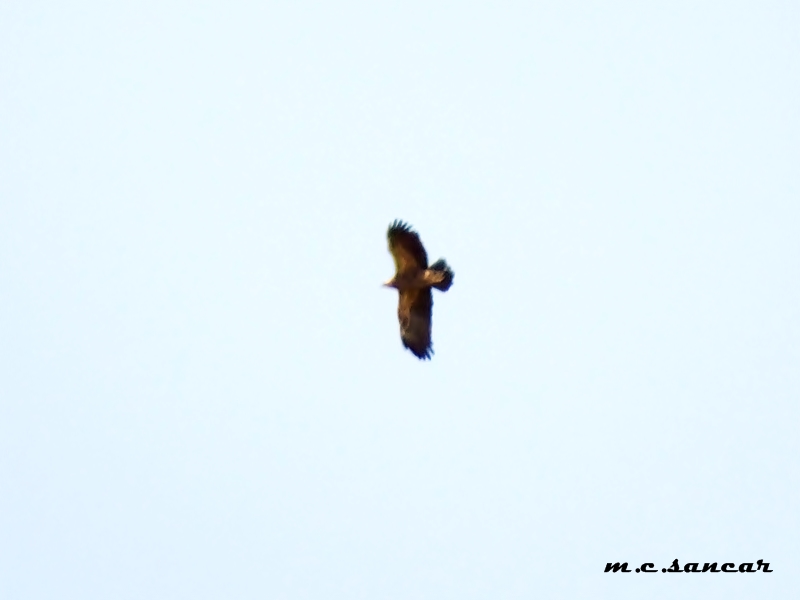 Lesser Spotted Eagle