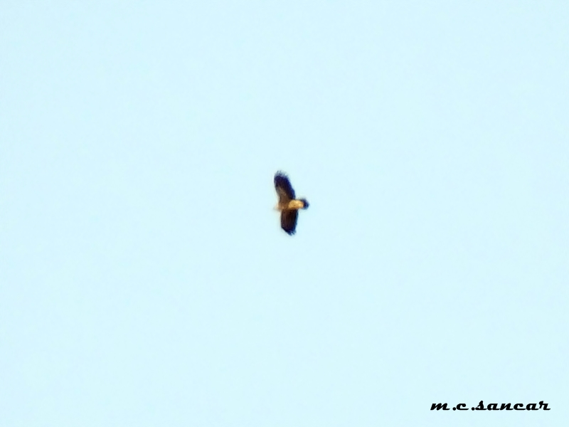 Griffon Vulture