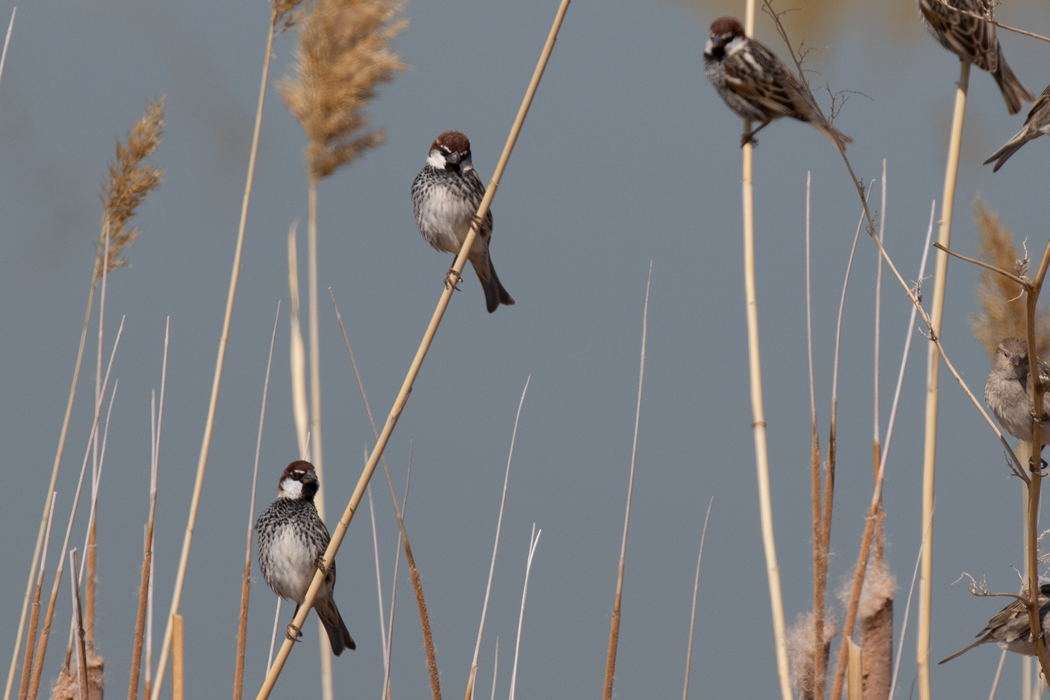 Spanish Sparrow