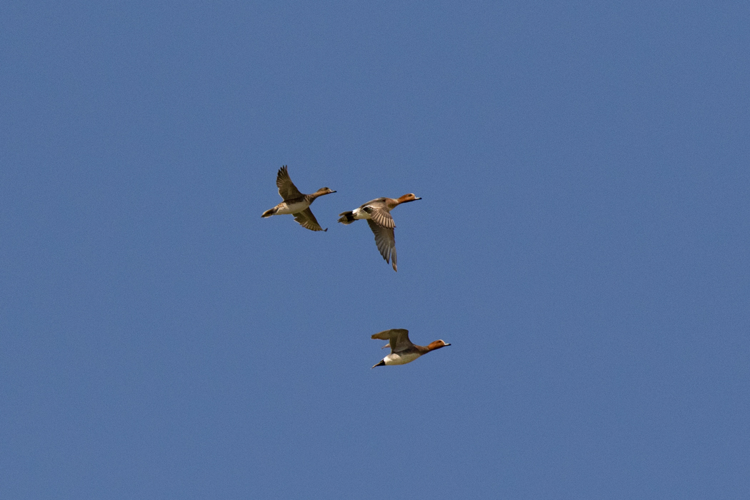 Eurasian Wigeon