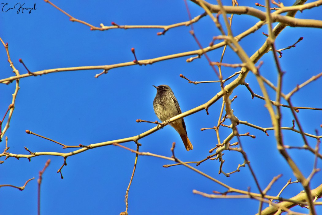 Black Redstart