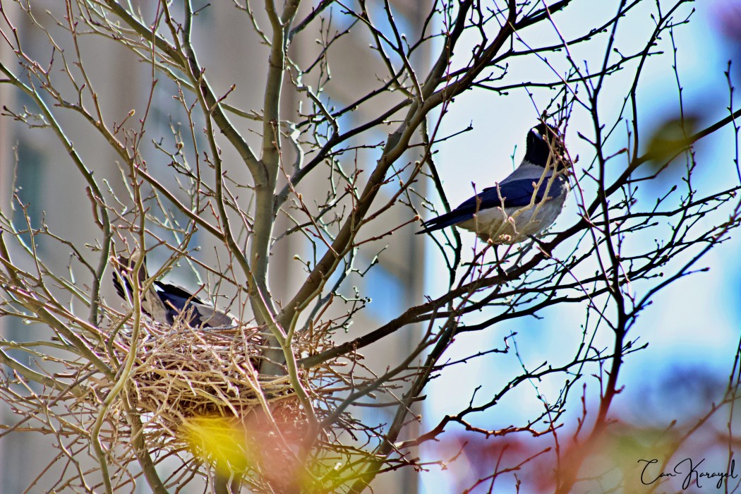 Hooded Crow