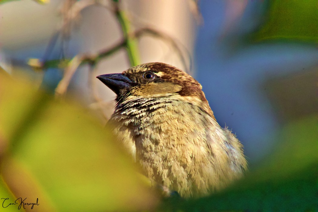 House Sparrow
