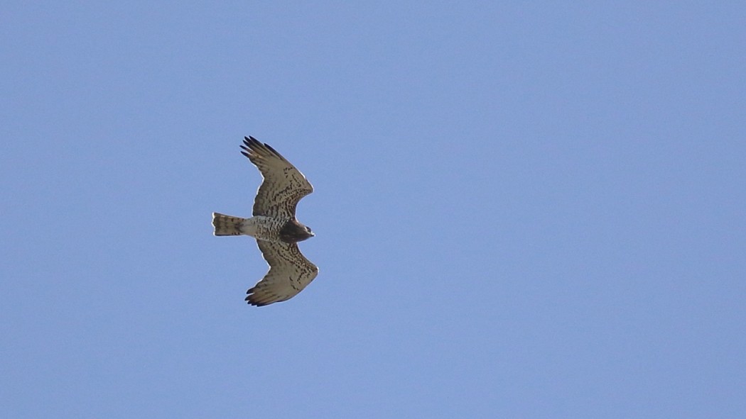 Short-toed Snake Eagle