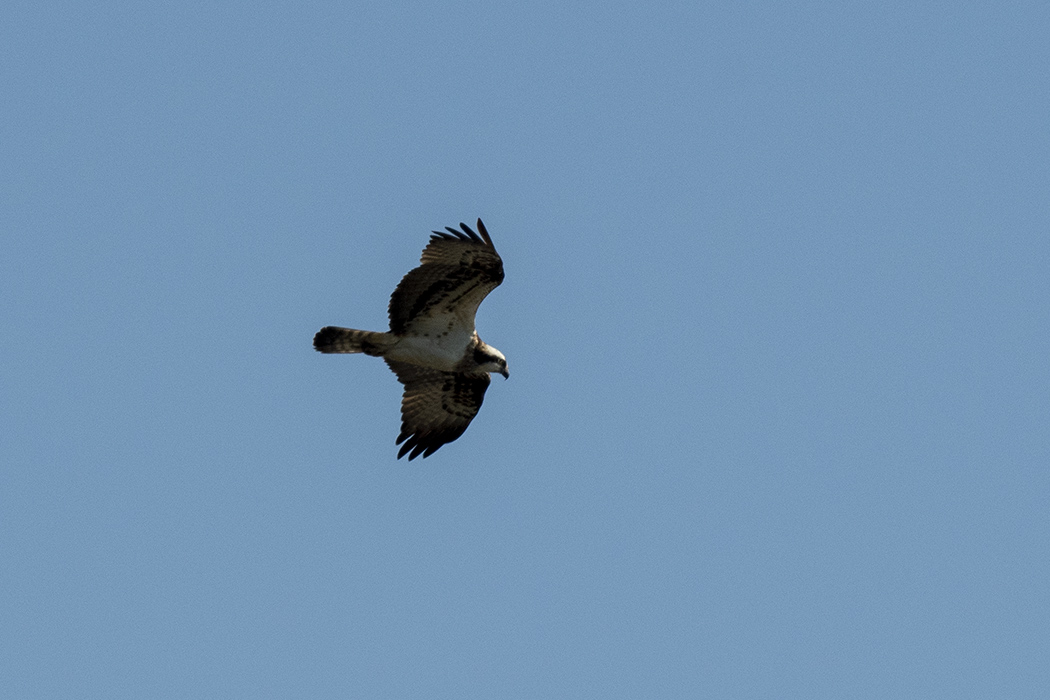 Osprey