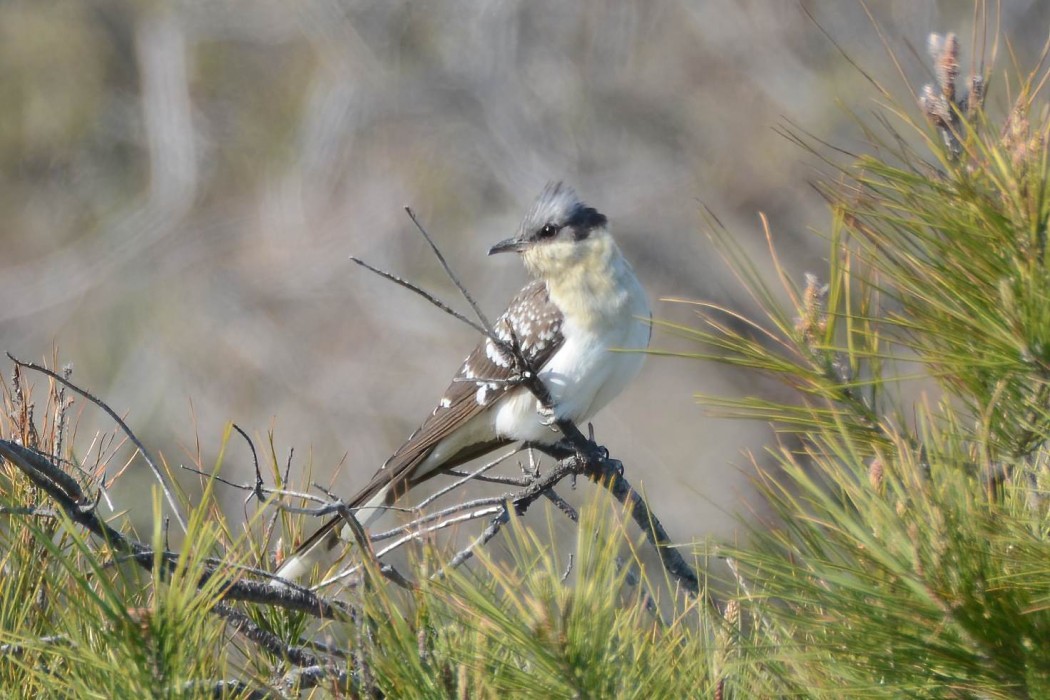 Great Spotted Cuckoo