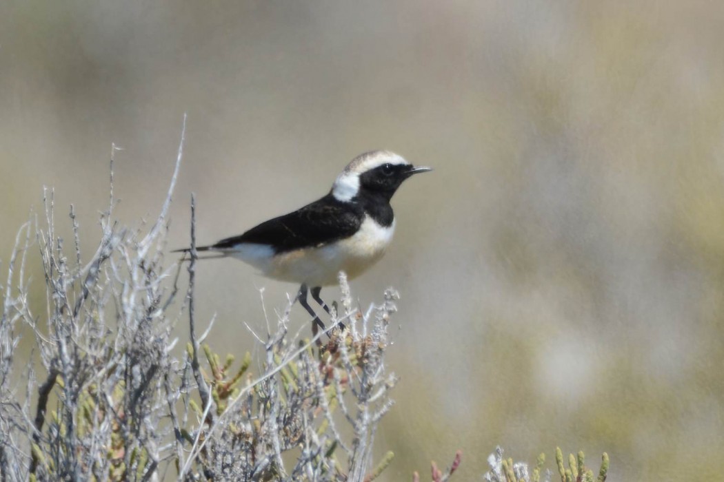Cyprus Wheatear